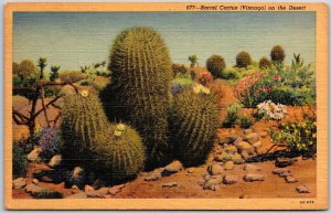 Barrel Cactus Visnaga On The Desert Landscape Beautiful Garden Postcard