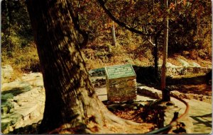 Vtg Natural Bridge Virginia VA Arbor Vitae Tree Historic Monument 1950s Postcard