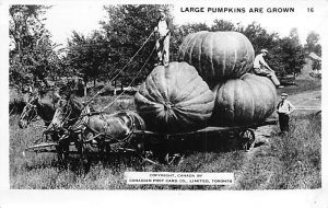 Large Pumpkins Unused real photo