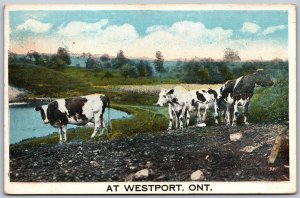 Postcard Westport Ontario c1920s Scenic Cows Grazing Leeds and Grenville County