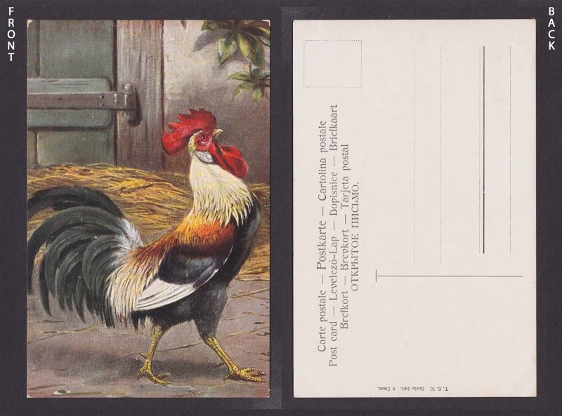 GERMANY, Vintage postcard, The rooster, Birds, Unposted