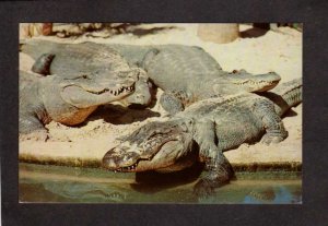 FL Alligators Gators Animals Florida Postcard