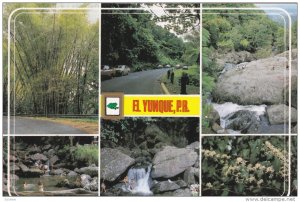 Multi-Views Of El Yunque & El Verde, EL YUNQUE, Puerto Rico, 1950-1970s