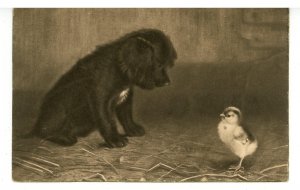 Newborns - Pup & Chick