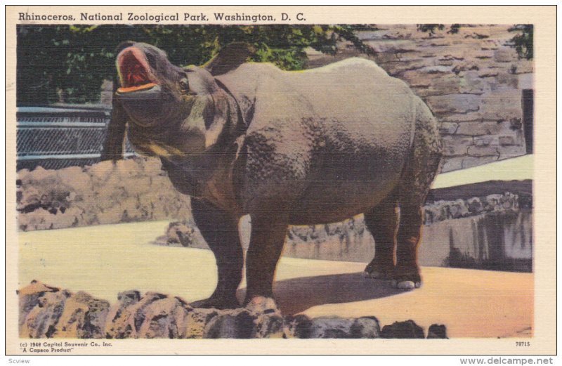 WASHINGTON D.C., 1930-1940's; Rhinoceros, National Zoological Park