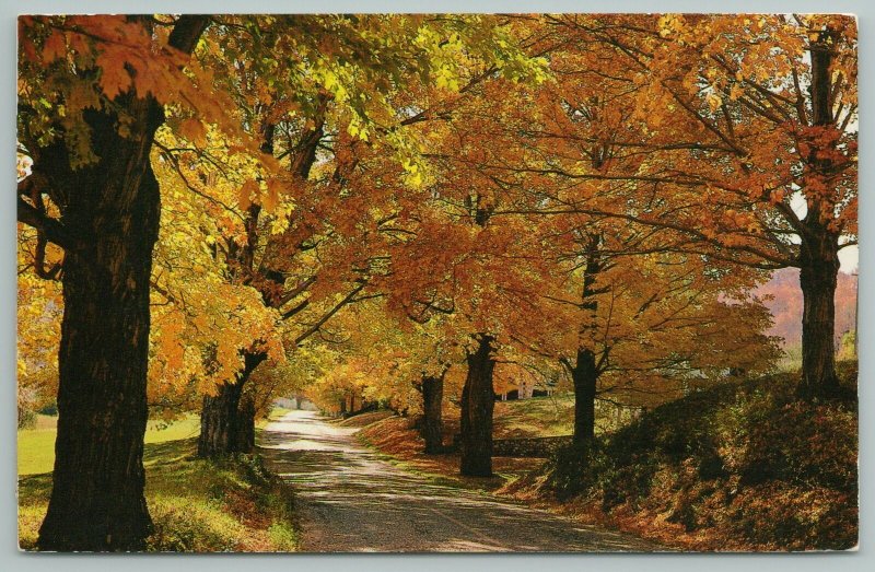 Vermont~Wooded Road In Autumn~Vintage Postcard