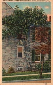 Vintage Postcard 1930's Nature's Freak Tree Growing Out Of House Winchester VA