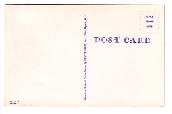 Two White Kittens on Straw, Adventure Cats