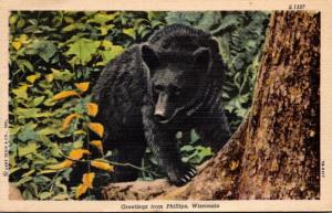 Wisconsin Greetings From Phillips 1951 Curteich