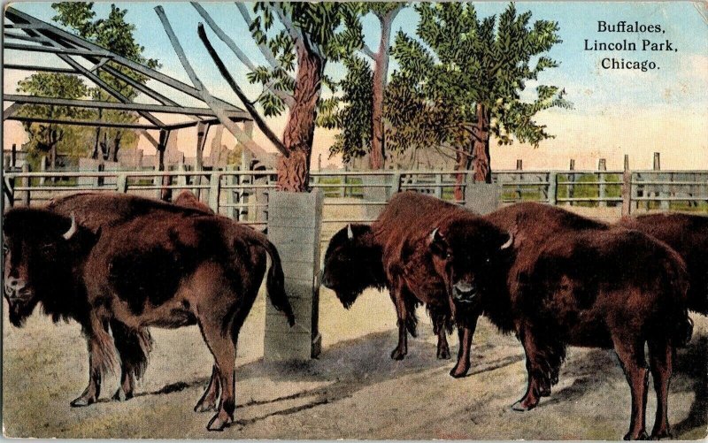 Buffaloes Lincoln Park Chicago Cornelia Avenue Dearborn St. Antique Postcard DB 