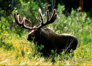 Bull Moose Rocky Mountain National Park Colorado