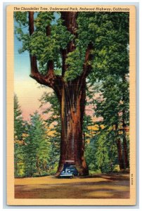 c1940 Chandelier Tree Underwood Park Redwood Highway California Vintage Postcard