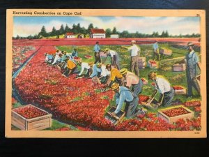 Vintage Postcard 1953 Harvesting Cranberries, Cape Cod, Massachusetts (MA)