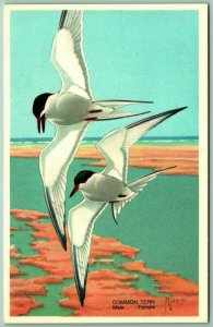 Male Female Common Tern Birds UNP 1939 National Wildlife Publishing Postcard I3