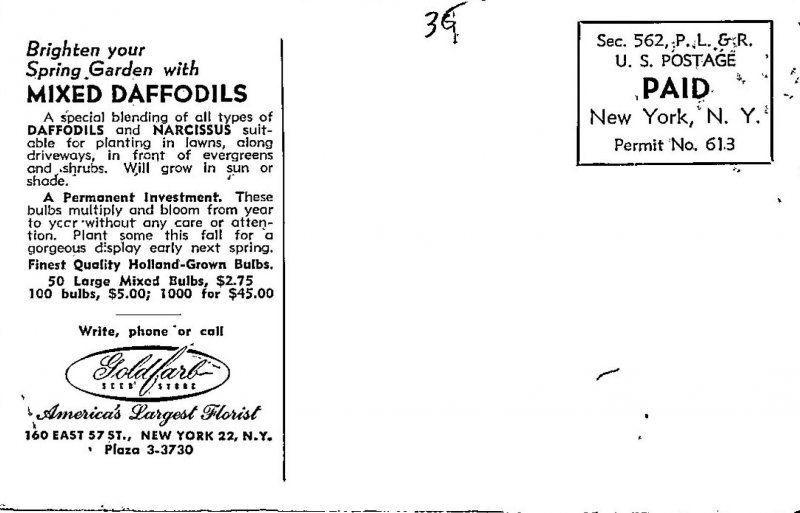 Advertising Daffodils Goldfarb Seed Store New York City