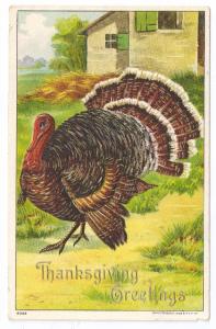 1908 Embossed Thanksgiving Postcard Julius Bien 9204 Big Tom Turkey Vintage