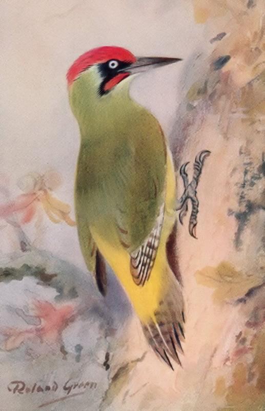 Green Woodpecker RSPB Royal Society For The Protection Of Birds Antique Postcard