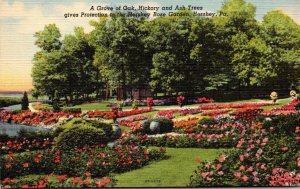 Pennsylvania Hershey Grove Of Oak Hickory and Ash Trees Giving Protection To ...