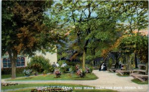 1910s Grape Vine Walk Glen Oak Park Peoria Illinois Postcard
