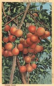 Vintage Postcard Lower Rio Grande Valley Of Texas Orange Cluster Gateway Mexico