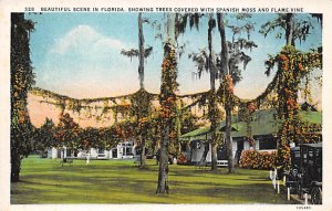 Trees Covered With Spanish Moss and Flame Vine - Trees, Florida FL  