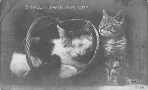 RPPC Shall I Wake Him Up? Two Cats Real Photo 1907 Coloma, MI Vintage Postcard