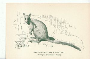 Animals Postcard - Brush-Tailed Rock Wallaby - Petrogale Penicillata Gray BH5820