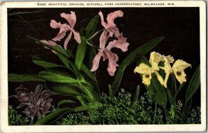 Orchids from Mitchell Park Conservatory, Milwaukee WI c1945 Vintage Postcard X31