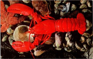 Maine Lobster Shell Fish Red Seafood Me Wob Note Pm Postcard 