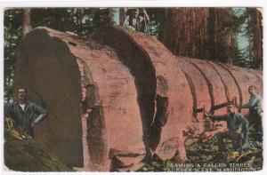 Logging Sawing Lumber Washington 1910c postcard