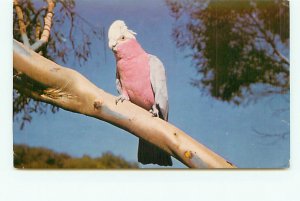 Buy Postcard Bird Parrot Galahs Australia