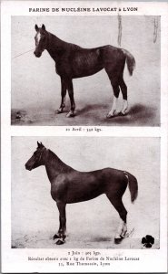 Horse Farine De Nucleine L'avocat a Lyon Vintage Postcard C038