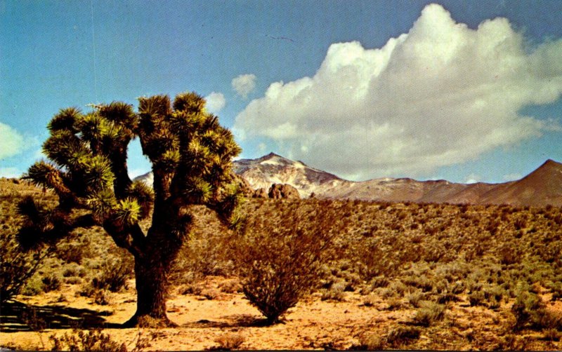 California Mojave Desert Joshua Tree