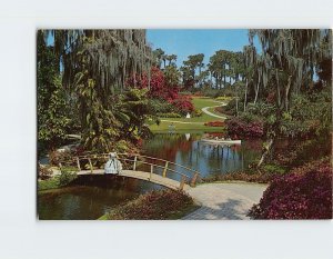 Postcard Tropical vegetation in Florida, Cypress Gardens, Florida