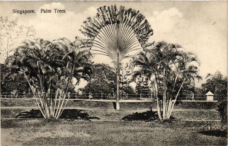 CPA AK SINGAPORE Palm Trees (a1411)