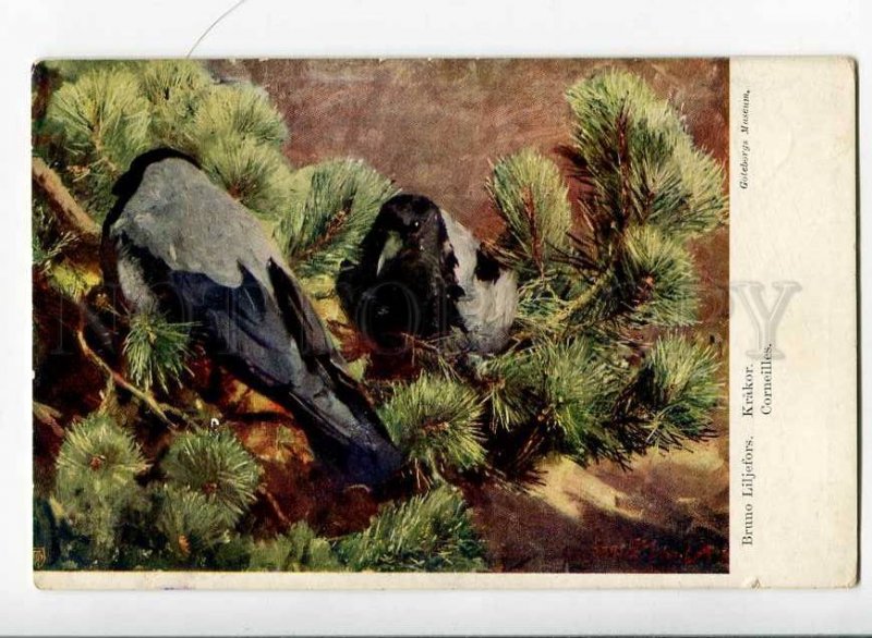 263048 RUSSIA HUNT Birds CROW Corneilles LILJEFORS Granberg PC