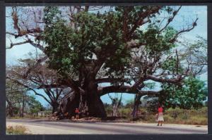 Tom Cringle's Cotton Tree,Jamaica BIN