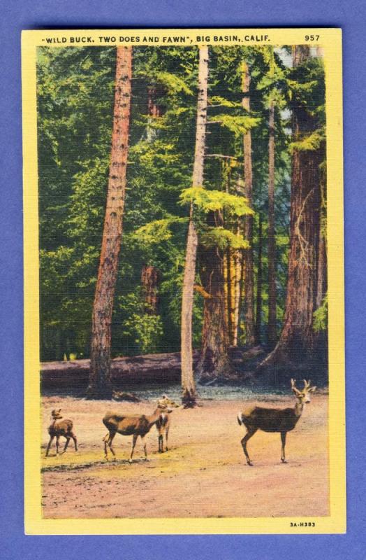 Nice Big Basin California/CA Postcard, Two Does & Fawn