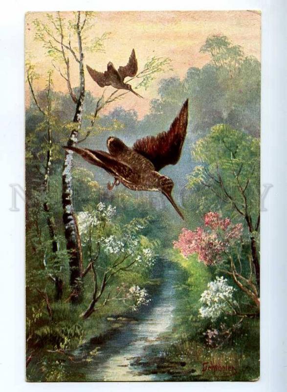 223179 HUNTING flying colorful WOODCOCK old postcard