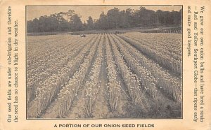 A portion of our onion seed fields Nursery 1913 