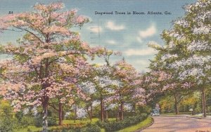 Dogwood Trees In Bloom Atlanta Georgia 1952