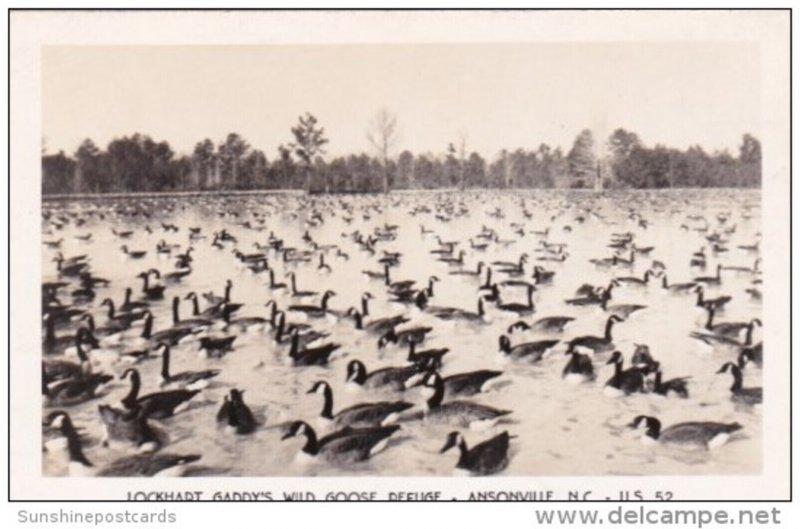 Birds Lockhart Gaddy's Wild Goose Refuge Ansonville North Carolina Real ...