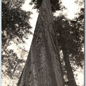 c1940s Dyerville State Park, CA RPPC Founder's Tree Redwood Hwy Art Ray 652 A200