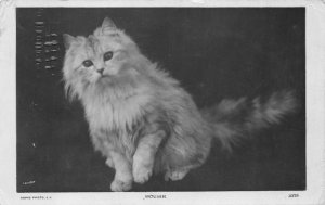 RPPC CAT MOUSER STUDIO REAL PHOTO POSTCARD 1914