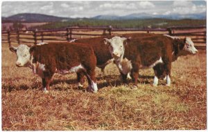 Prize Stock Hereford Cattle Cows