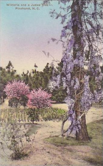 North Carolina Pinehurst Wisteria &  Judas Tree Albertype