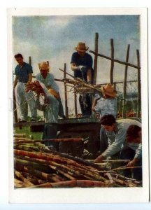 495130 1964 Revolutionary Cuba sugar cane harvesting photo by Volodkin IZOGIZ