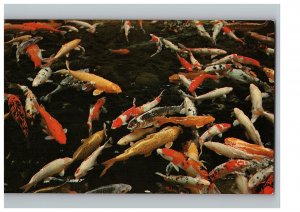 Colorful Carp Found in Fishponds in Hawaii Live More 50+ Years Hawaii Postcard