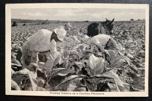 Mint Usa RPPC Real Picture Postcard Priming Tobacco On Carolina Plantation
