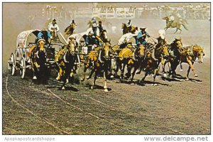 Canada Chuckwagon Races Calgary Stampede